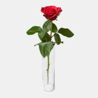 رز قرمز هلندی