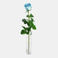 رز آبی هلندی