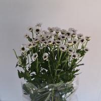دسته گل داوودی بابونه ای