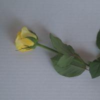 رز هلندی زرد