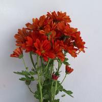 دسته گل داوودی مینیاتوری نارنجی