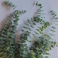 دسته اوکالیپتوس
