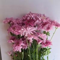 دسته گل داوودی مینیاتوری صورتی
