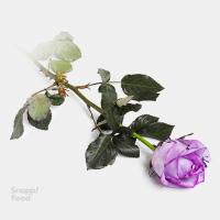 رز هلندی بنفش