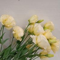 دسته گل لیسیانتوس کرم