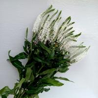 دسته گل ورونیکا سفید