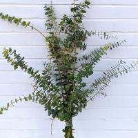 دسته گل اکالیپتوس
