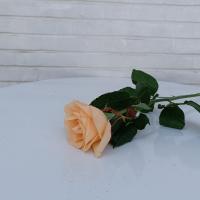 رز هلندی گلبهی