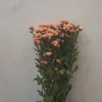 دسته گل بابونه گلبه ای