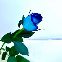 گل رز هلندی آبی 1 شاخه