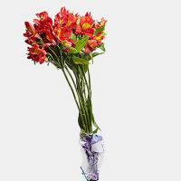 دسته گل آلسترومریا قرمز 1 دسته