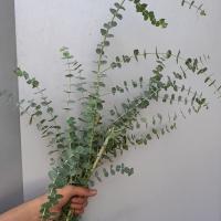 اوکالیبتوس
