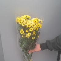 دسته گل بابونه زرد 5 شاخه