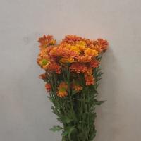 دسته گل بابونه نارنجی