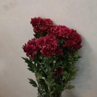 دسته گل داودی زرشکی