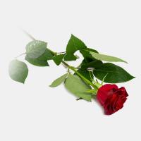 رز هلندی قرمز