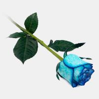 رز هلندی آبی