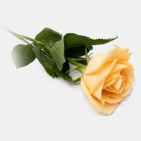 رز هلندی کرم