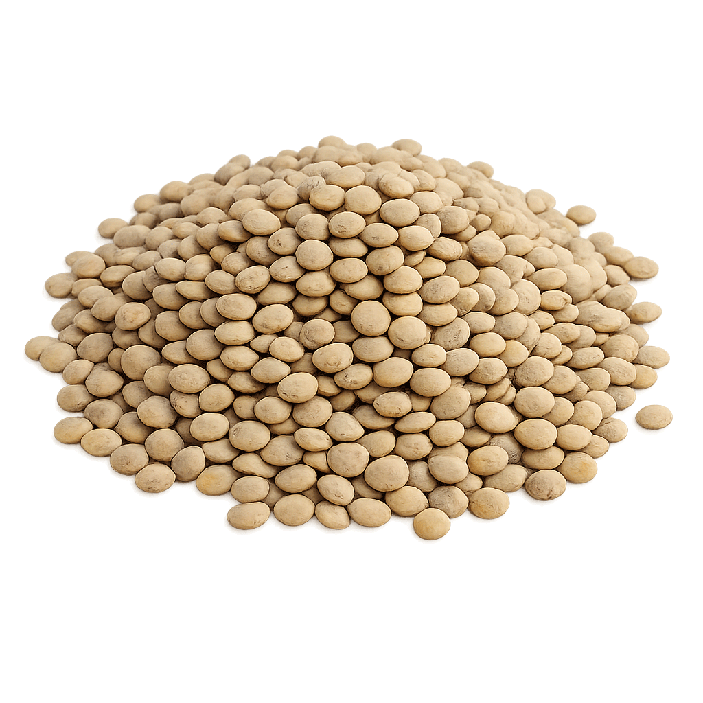 عدس